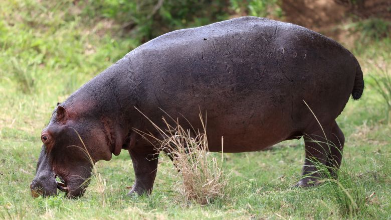 MALELANE, SOUTH AFRICA - DECEMBER 07: A Hippopotamus is pictured near the clubhouse ahead of the Alfred Dunhill Championship at Leopard Creek Country Club on December 07, 2022 in Malelane, South Africa. (Photo by Warren Little/Getty Images)